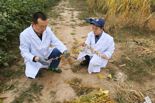 长治农技人员在屯留开展大豆玉米带状复合种植理论测产工作