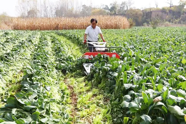 沁县河止村复种200亩青梗菜喜迎丰收