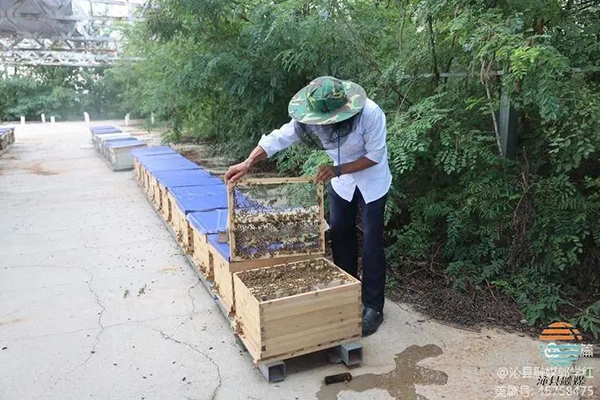 沁县养蜂人的甜蜜事业“蜂”生水起